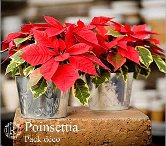 Pack Déco - Poinsettia