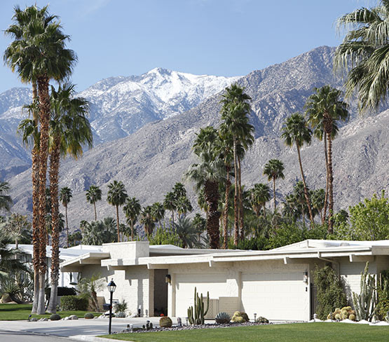 Cacti & Palm Trees