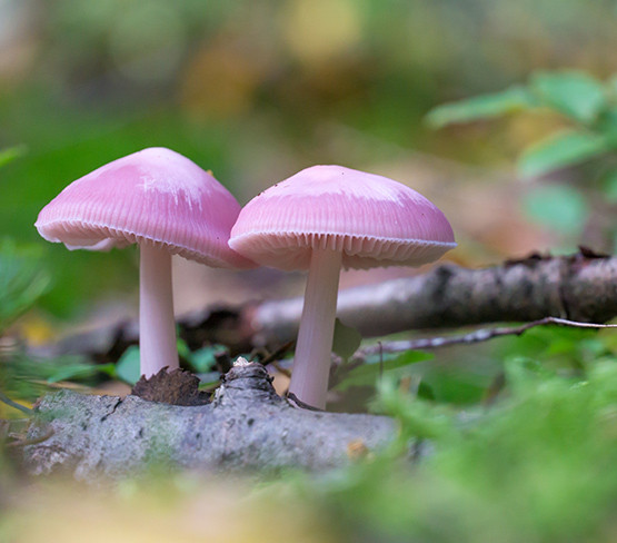 Les Champignons