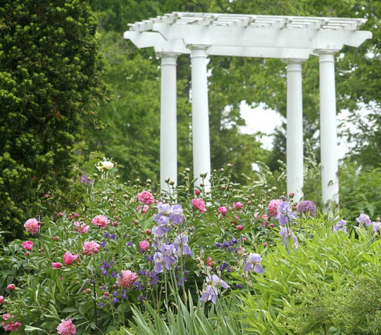 Fleurs Du Jardin