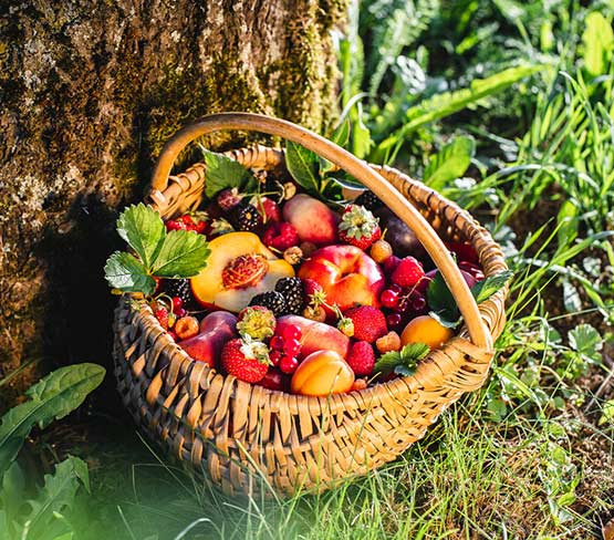 Fruit Basket