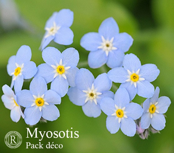 Pack Déco - Myosotis